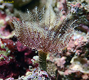 Brown Fanworm