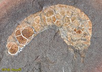 Coprinoscolex fossil