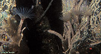 Feather-duster Worms