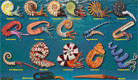 Ammonite Models