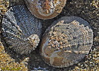 Southern Ribbed Limpet