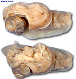 Snail Dissection