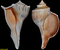 whelk Shells