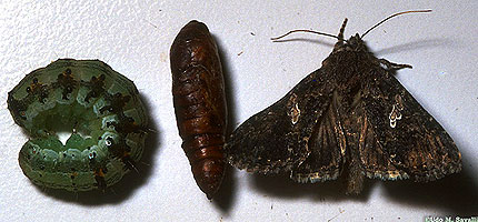 Cabbage Looper Moth