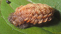 FlannelMothCaterpillar