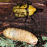 Hercules Beetles ad & larva