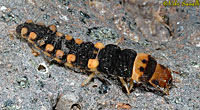 Lady Beetle Larva