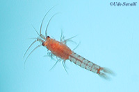 Mysid shrimp