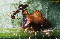Treehopper & Ant