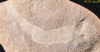 Mazoglossus fossil