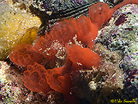 Button Tunicate