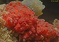 Red Tunicate