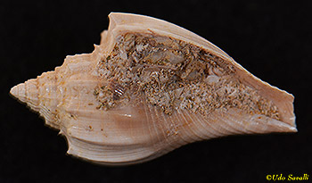 Athleta snail fossil