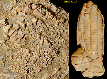 Phanocrinus Crinoid Fossils