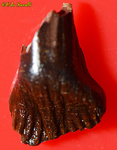 Thescelosaurus posterior tooth