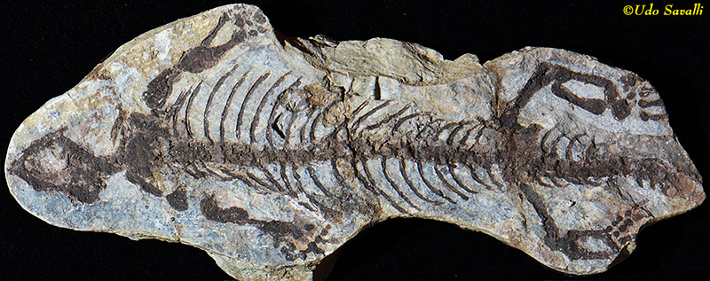 Barasaurus Fossil