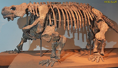 Bradysaurus skeleton