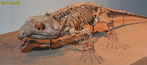 Labidosaurus skeleton