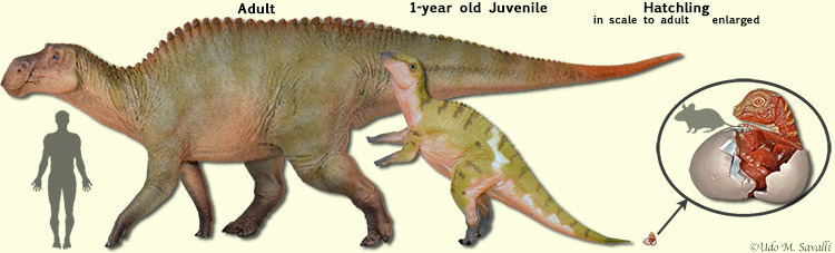 juv & adult Maiasaura