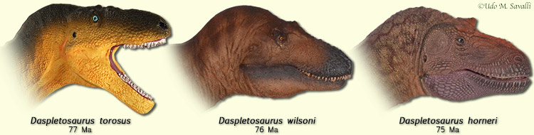 Daspletosaurus heads