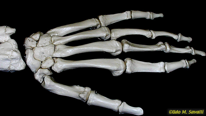 Hand bone