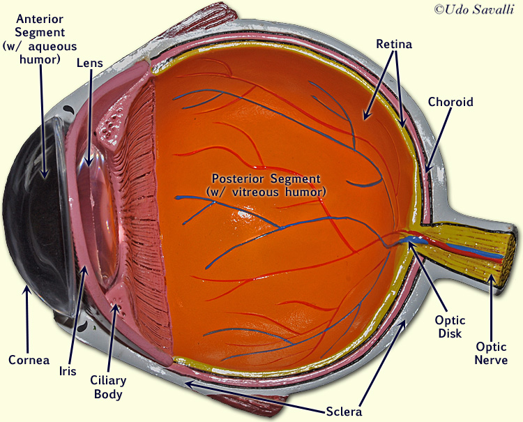 Изображение пропадает если расположено впереди сетчатки. Анатомия глаза человека сетчатка. Глаз в разрезе. Макет человеческого глаза. Человеческий глаз в разрезе.