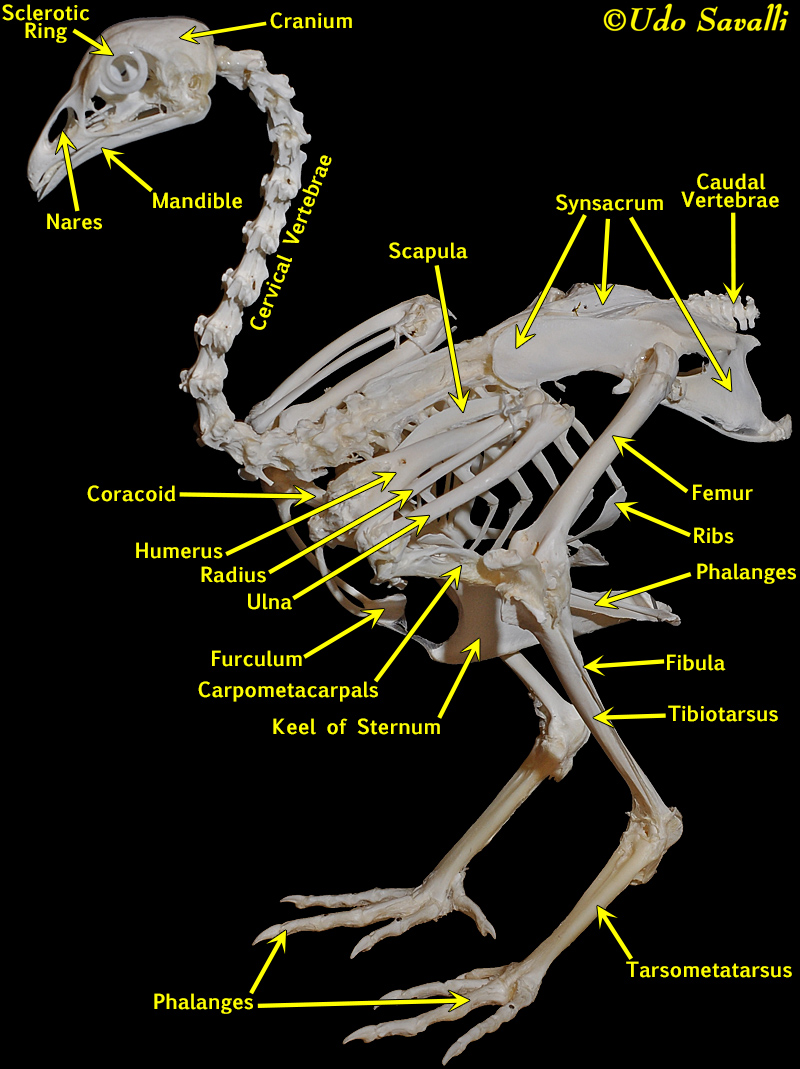 Название костей птицы