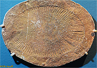 Dickinsonia fossil