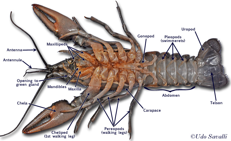 Раки наружный скелет. Омар лобстер строение. Лобстер анатомия. Crayfish Anatomy. Лангусты строение.