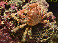 Red Mithrax Crab