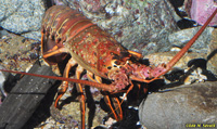 Spiny Lobster