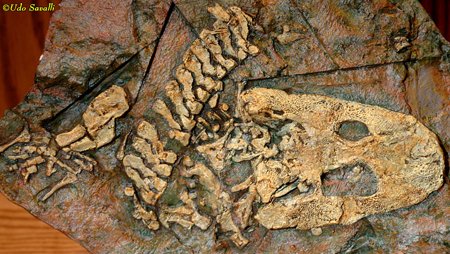 Acanthostega