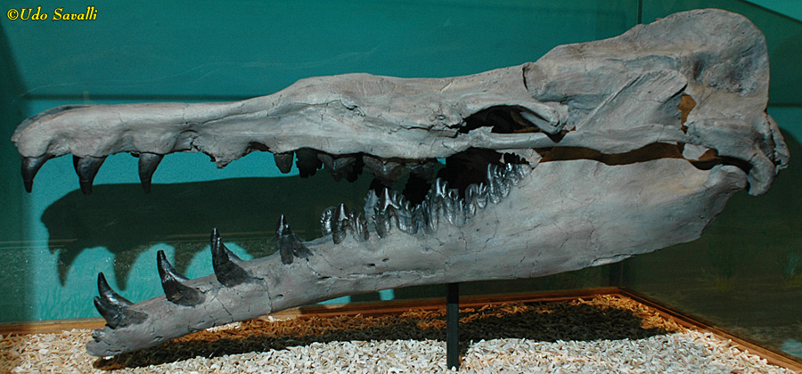 Basilosaurus