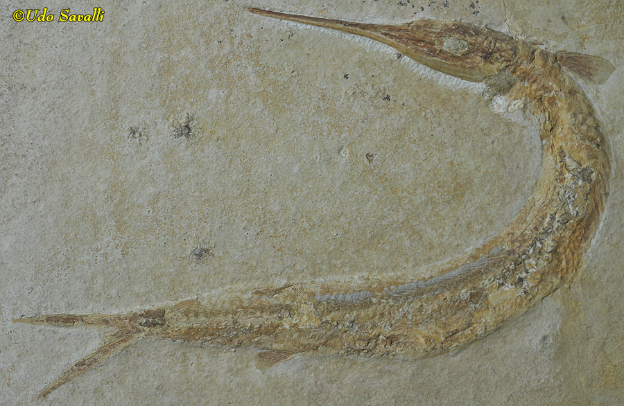 Belonostomus