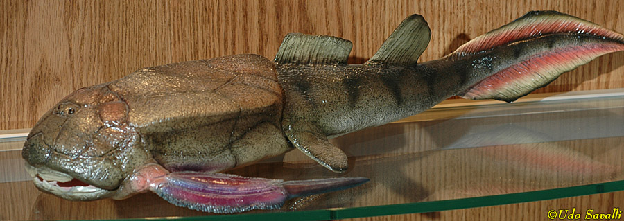 Bothriolepis Model