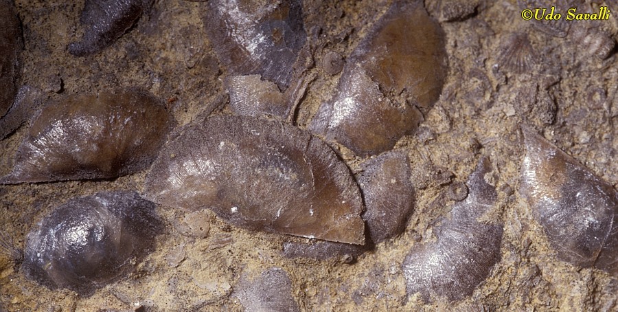 brachiopods