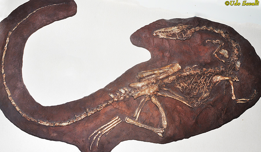 Coelophysis fossil