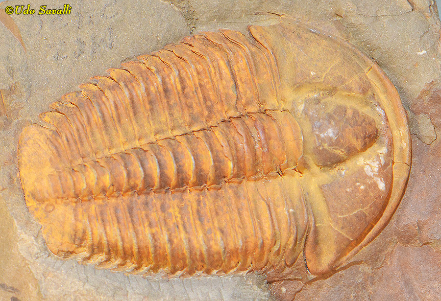 Conocoryphe trilobite