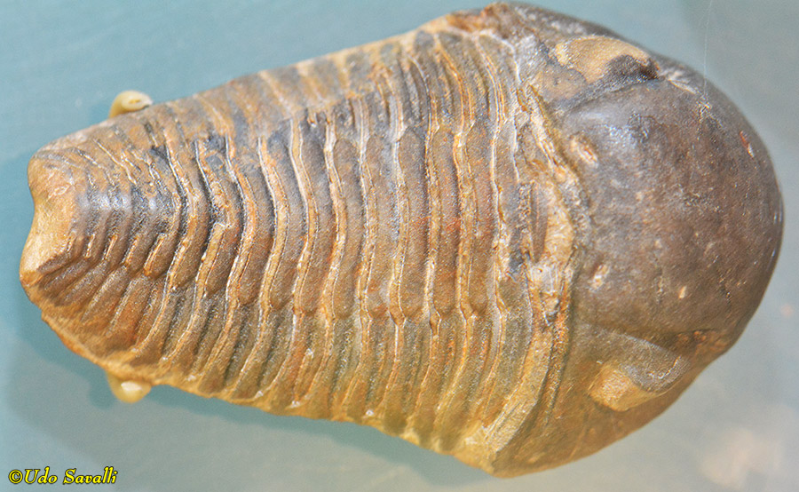 Ditomopyge fossil