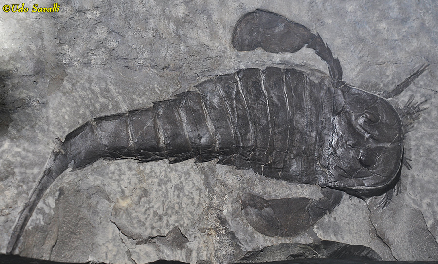 Eurypterus