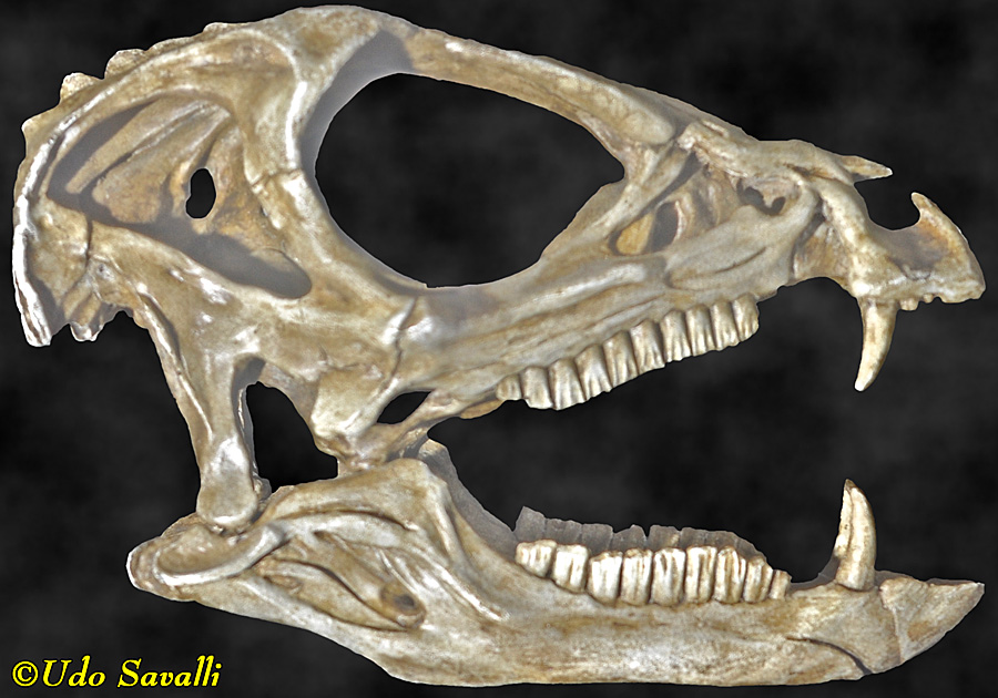 Heterodontosaurus