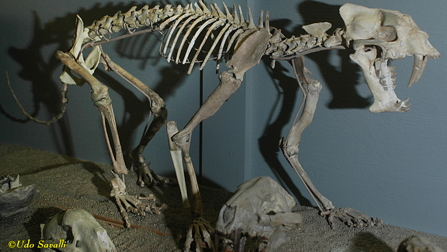 Hoplophoneus