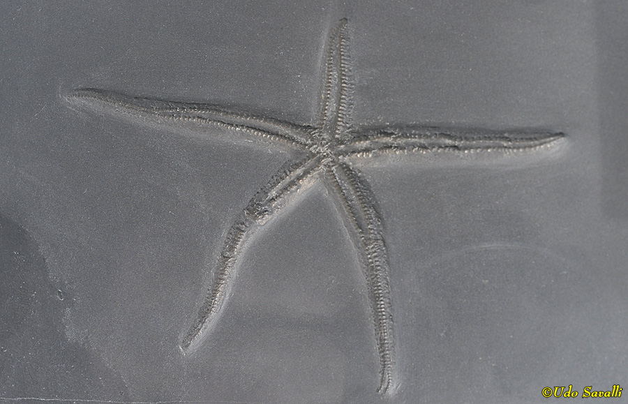 Hystrigaster sea star