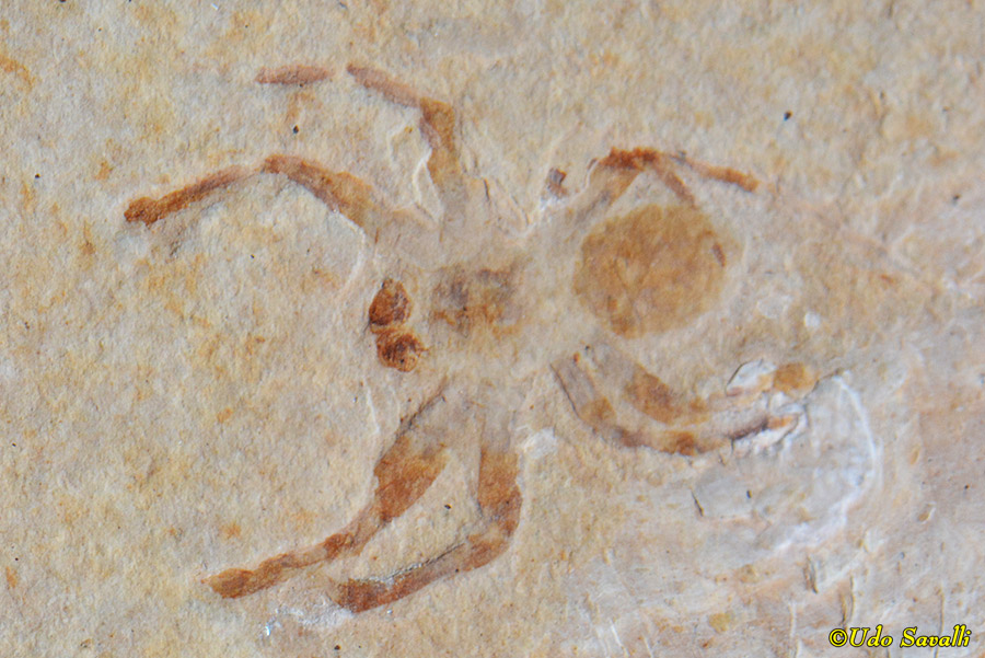 Jumping Spider fossil