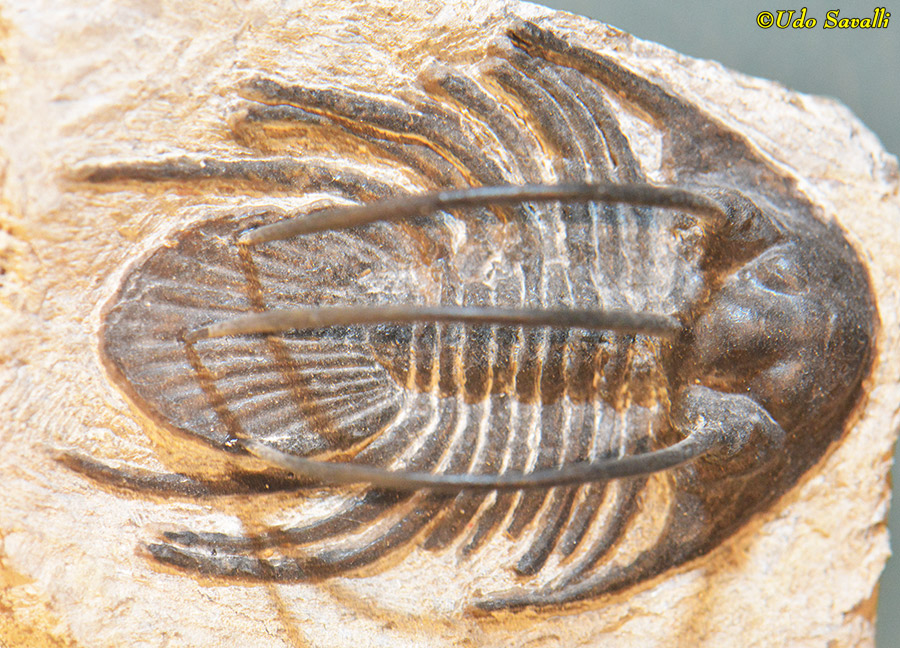 Kolihapeltis trilobite