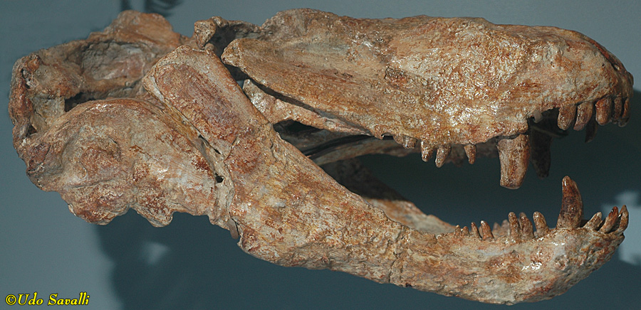 Lycosuchus