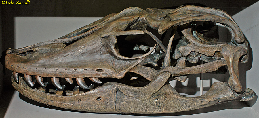 megalania