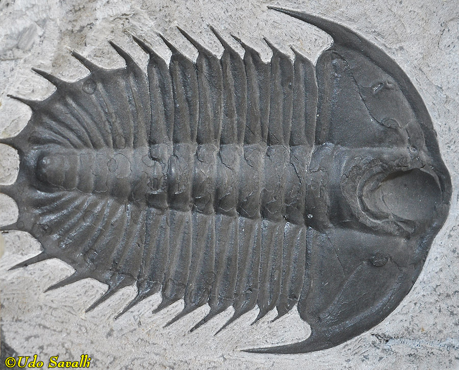 Olenoides trilobite