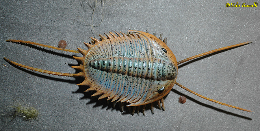 Olenoides Model