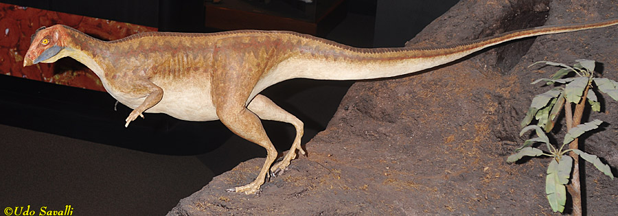 Oryctodromeus Model